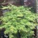 КЛЕН ПАЛЬМОЛИСТИЙ 'ЕМЕРАЛД ЛЕЙС' (Acer palmatum Emerald Lace) 01.001.157 фото 1