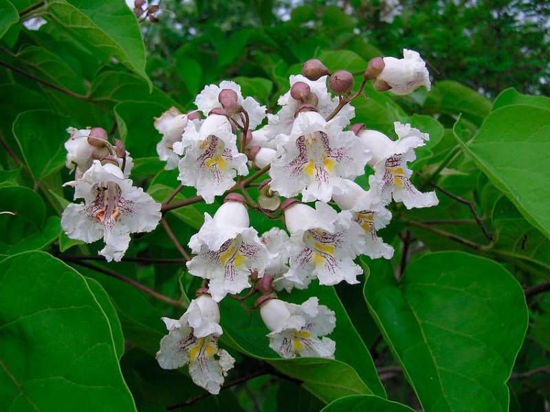 Катальпа звичайна(Catalpa bignonioides) 01.018.003 фото