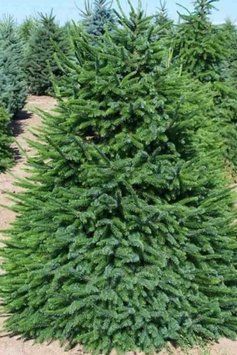 Ялина сербська Нана К (Picea omorica Nana C) 02.002.212 фото
