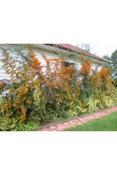 Піраканта шарлахова (Pyracantha coccinea) 01.050.006 фото