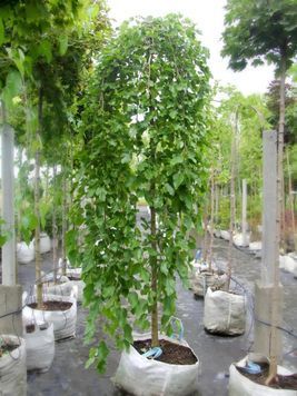 Шовковиця біла Пендула К/Ст (Morus alba Pendula) 01.039.005 фото
