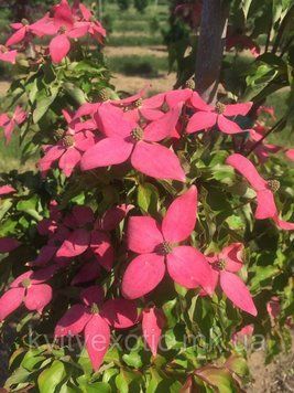 Японський квітучий кизил "Scarlet Fire"(Cornus kousa Scarlet Fire) 01.032.003 фото