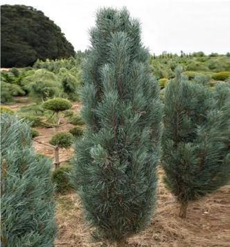 СОСНА ЗВИЧАЙНА 'ФАСТІГІАТА' К (Pinus sylvestris Fastigiata C) 02.003.466 фото