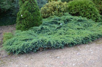 ЯЛІВЕЦЬ ЛУСКАТИЙ 'БЛУ КАРПЕТ' (Juniperus squamata Blue Carpet) 02.009.148 фото