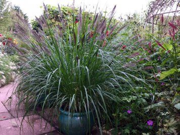 Пеннисетум лисохвостий 'Red Head' (Pennisetum alopecuroides Red Head) 03.013.006 фото