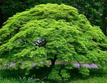 КЛЕН ПАЛЬМОЛИСТИЙ 'ЕМЕРАЛД ЛЕЙС' (Acer palmatum Emerald Lace) 01.001.156 фото