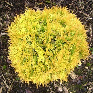 ТУЯ ЗАХІДНА 'АМБЕР ГЛОУ' (Thuja occidentalis Amber Glowe) 02.011.074 фото