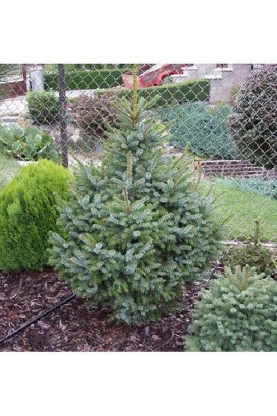 Ялина сербська Нана К (Picea omorica Nana C) 02.002.212 фото