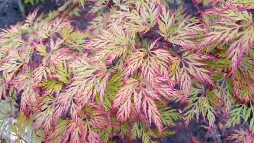 КЛЕН ПАЛЬМОЛИСТИЙ 'ЕМЕРАЛД ЛЕЙС' (Acer palmatum Emerald Lace) 01.001.156 фото