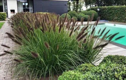 Пеннисетум лисохвостий 'Red Head' (Pennisetum alopecuroides Red Head) 03.013.006 фото