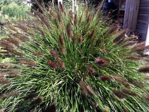Пеннисетум лисохвостий 'Red Head' (Pennisetum alopecuroides Red Head) 03.013.006 фото