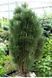02.003.108 фото 1