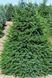 Ялина сербська Нана К (Picea omorica Nana C) 02.002.212 фото 1