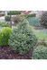 Ялина сербська Нана К (Picea omorica Nana C) 02.002.212 фото 2