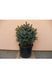 Ялина сербська Нана К (Picea omorica Nana C) 02.002.212 фото 3