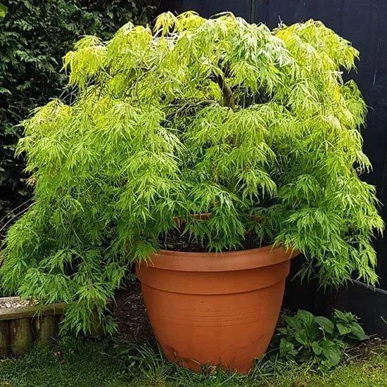 КЛЕН ПАЛЬМОЛИСТИЙ 'ЕМЕРАЛД ЛЕЙС' (Acer palmatum Emerald Lace) 01.001.156 фото