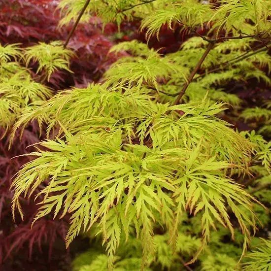 КЛЕН ПАЛЬМОЛИСТИЙ 'ЕМЕРАЛД ЛЕЙС' (Acer palmatum Emerald Lace) 01.001.156 фото
