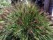 Пеннисетум лисохвостий 'Red Head' (Pennisetum alopecuroides Red Head) 03.013.006 фото 2