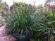 Пеннисетум лисохвостий 'Red Head' (Pennisetum alopecuroides Red Head) 03.013.006 фото 1