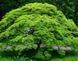 КЛЕН ПАЛЬМОЛИСТИЙ 'ЕМЕРАЛД ЛЕЙС' (Acer palmatum Emerald Lace) 01.001.156 фото 1