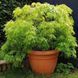 КЛЕН ПАЛЬМОЛИСТИЙ 'ЕМЕРАЛД ЛЕЙС' (Acer palmatum Emerald Lace) 01.001.156 фото 3