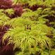 КЛЕН ПАЛЬМОЛИСТИЙ 'ЕМЕРАЛД ЛЕЙС' (Acer palmatum Emerald Lace) 01.001.156 фото 4