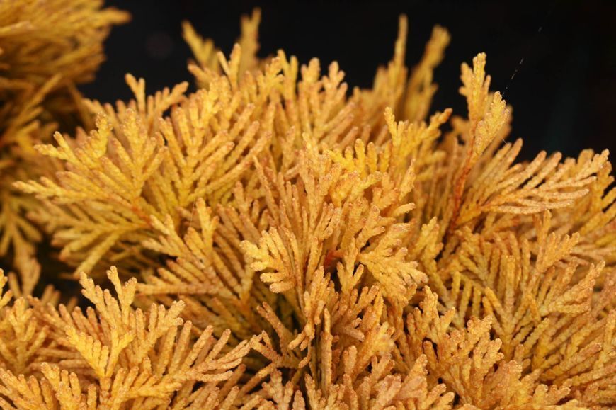 ТУЯ ЗАХІДНА 'АМБЕР ГЛОУ' (Thuja occidentalis Amber Glowe) 02.011.074 фото