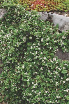 Кизильник Даммера Ейхольц (Cotoneaster radicans Eichholz) 01.033.017 фото