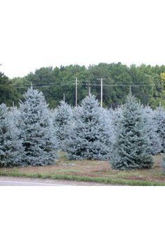 Ялина колюча блакитна Глаука (Picea pungens Glauca) 02.002.201 фото