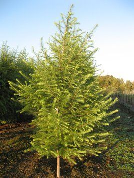 Модрина європейська (Larix decidua) 02.014.016 фото