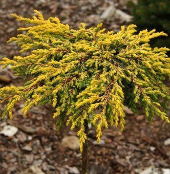 Ялівець звичайний Голдшатц (Juniperus communis Goldschatz) 02.009.074 фото