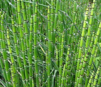 Хвощ зимовий(Equisetum hyemale) 03.044.002 фото