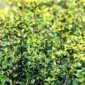 Падуб мезерва Хекенстар (Ilex meserveae Heckenstar) 01.048.026 фото