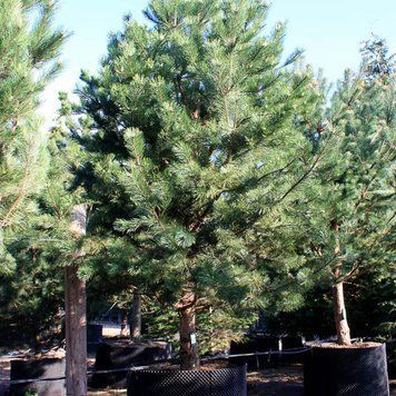 СОСНА ЧОРНА 'АУСТРІЯКА' К/Екстра 200+ (Pinus nigra var.austriaca 200+) 02.003.493 фото