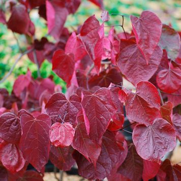 Церцис канадський 'Форест Пансі' (Cercis canadensis Forest Pansy) 01.002.032 фото