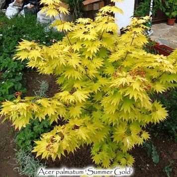 Клен японський 'Summer Gold'(Acer palmatum Summer Gold) 01.001.114 фото
