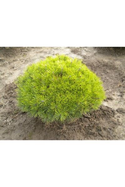 Сосна густоквiткова Жан Клаус (Pinus densiflora Jane Kluis) 02.003.414 фото