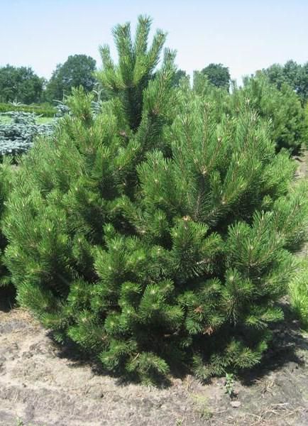 СОСНА ЧОРНА 'АУСТРІЯКА' К/Екстра 200+ (Pinus nigra var.austriaca 200+) 02.003.493 фото