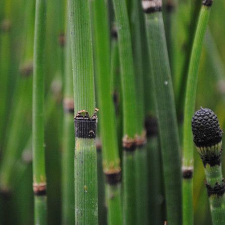 Хвощ зимовий(Equisetum hyemale) 03.044.002 фото