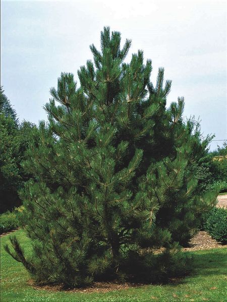 СОСНА ЧОРНА 'АУСТРІЯКА' К/Екстра 200+ (Pinus nigra var.austriaca 200+) 02.003.493 фото