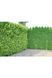 Туя західна Smaragd (Thuja occidentalis Smaragd) 02.011.149 фото 1