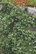 Кизильник Даммера Ейхольц (Cotoneaster radicans Eichholz) 01.033.017 фото 1