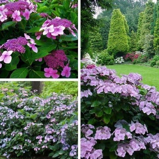 ГОРТЕНЗІЯ ШОРСТКА 'ХОТ ЧОКЛЕТ' (Hydrangea aspera Hot Chocolate) 01.034.085 фото
