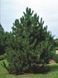 СОСНА ЧОРНА 'АУСТРІЯКА' К/Екстра 200+ (Pinus nigra var.austriaca 200+) 02.003.493 фото 3