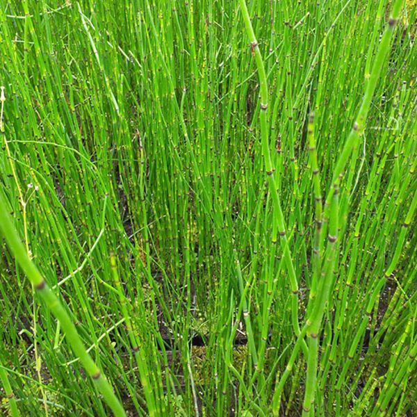 Хвощ зимовий(Equisetum hyemale) 03.044.002 фото