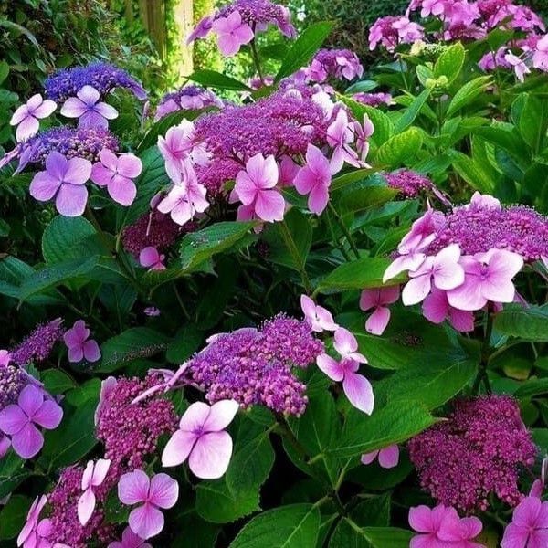 ГОРТЕНЗІЯ ШОРСТКА 'ХОТ ЧОКЛЕТ' (Hydrangea aspera Hot Chocolate) 01.034.085 фото