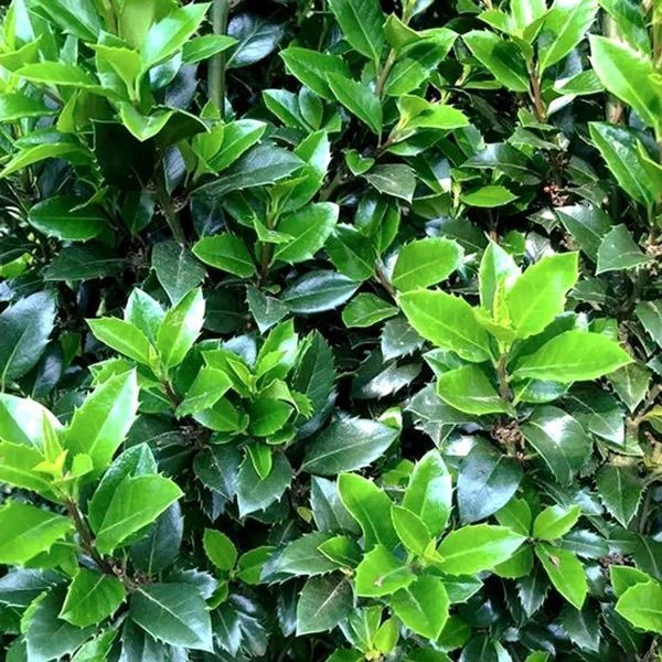 Падуб мезерва Хекенстар (Ilex meserveae Heckenstar) 01.048.026 фото