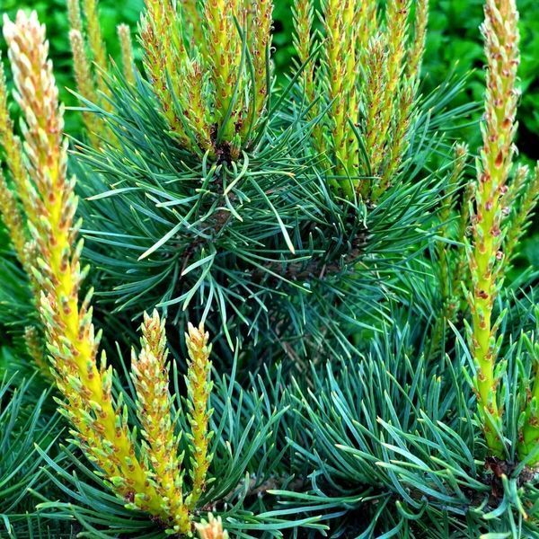 Сосна звичайна Ватерерi К/мультиштамб (Pinus sylvestris Watereri) 02.003.066 фото