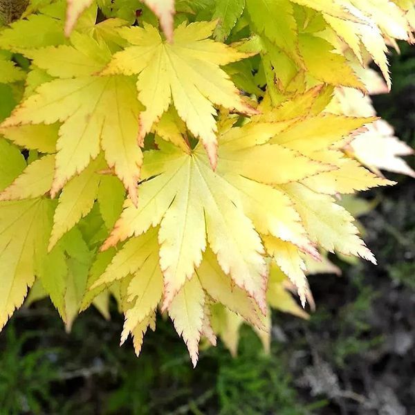 Клен японський 'Summer Gold'(Acer palmatum Summer Gold) 01.001.114 фото