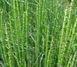 Хвощ зимовий(Equisetum hyemale) 03.044.002 фото 1